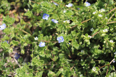 Veronica persica