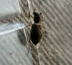 Asaphidion curtum