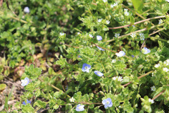 Veronica persica