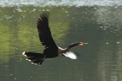 Anhinga anhinga