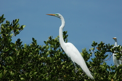 Ardea alba