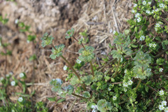 Lamium amplexicaule
