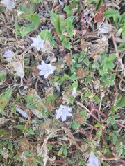 Richardia grandiflora