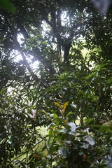 Aniba robusta