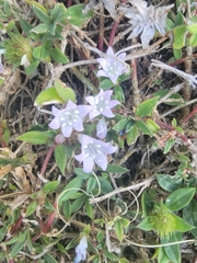 Richardia grandiflora