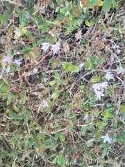 Richardia grandiflora