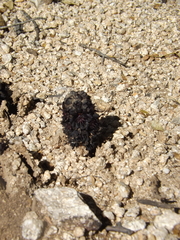 Bdallophytum americanum