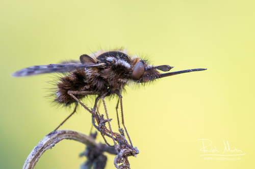 Triplasius pictus