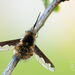 Greater Bee Fly - Photo (c) Ralph Martin, some rights reserved (CC BY-NC-ND), uploaded by Ralph Martin