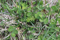 Galium aparine