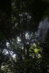 Aniba robusta