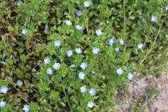 Veronica persica