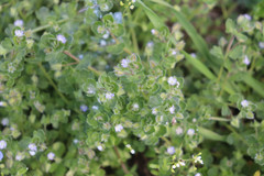 Veronica hederifolia