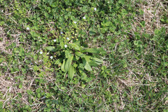Plantago lanceolata