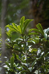 Aniba robusta