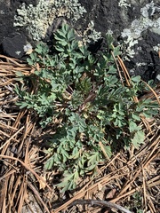 Capnoides sempervirens