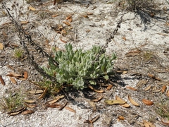 Chrysopsis floridana