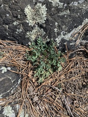 Capnoides sempervirens