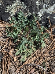 Capnoides sempervirens