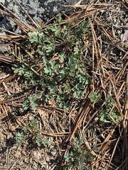 Capnoides sempervirens