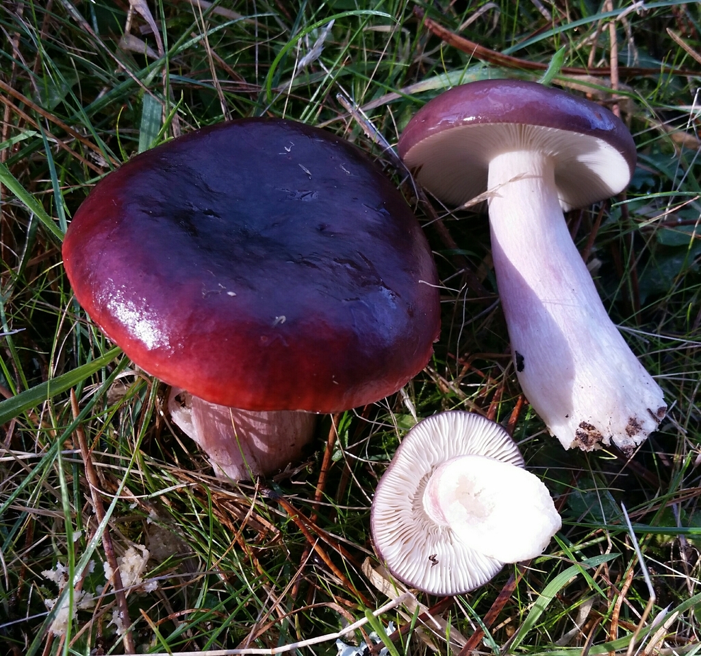 Russula