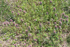Lamium purpureum