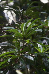 Aniba robusta