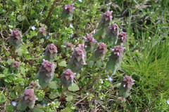 Lamium purpureum