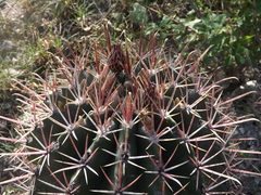 Ferocactus recurvus