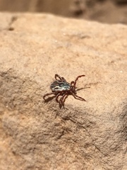 Dermacentor hunteri