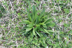Plantago lanceolata