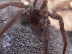 Lycosidae