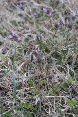 Lamium amplexicaule
