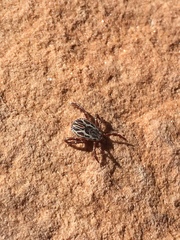 Dermacentor hunteri