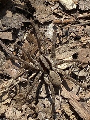 Lycosidae