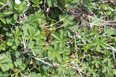 Potentilla