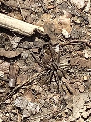 Lycosidae