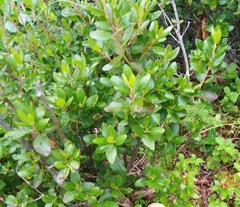 Rhododendron sichotense