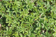 Potentilla