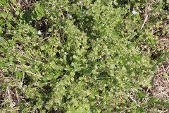 Veronica hederifolia