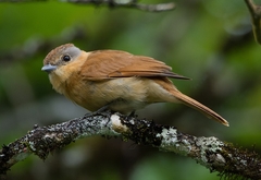 Pachyramphus castaneus