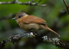 Pachyramphus castaneus