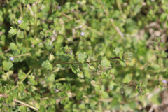 Veronica hederifolia