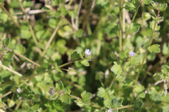 Veronica hederifolia