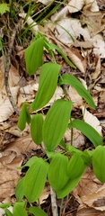Uvularia