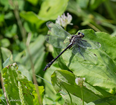 Phanogomphus quadricolor