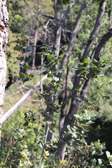 Quercus agrifolia agrifolia
