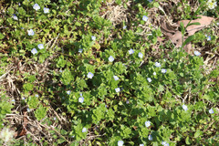 Veronica persica