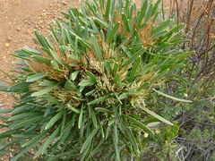 Hakea corymbosa