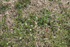 Mummenhoffia alliacea